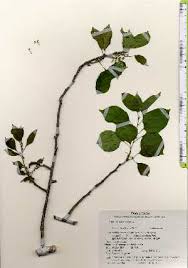 Attēlu rezultāti vaicājumam “Celastrus flagellaris”