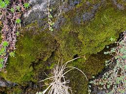 Attēlu rezultāti vaicājumam “Hymenostylium recurvirostrum macro”