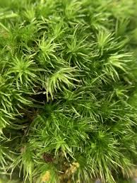 Attēlu rezultāti vaicājumam “Leucobryum juniperoideum”