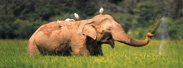 Image result for pinawella