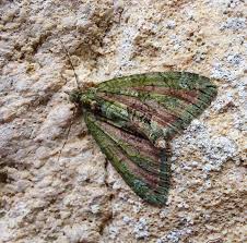 Attēlu rezultāti vaicājumam “Chloroclysta siterata”