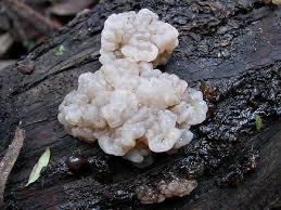 Attēlu rezultāti vaicājumam “Tremella encephala”