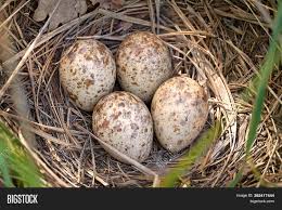 Image result for Gallinago media