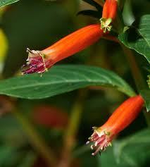 Image result for Cuphea ignea