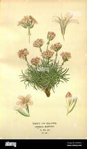 Attēlu rezultāti vaicājumam “Armeria vulgaris leaf”