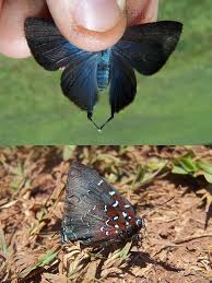 Attēlu rezultāti vaicājumam “Theclinae”