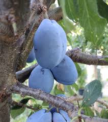 Attēlu rezultāti vaicājumam “Prunus domestica subsp. insitita”