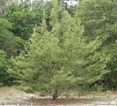 Attēlu rezultāti vaicājumam “Pinus”