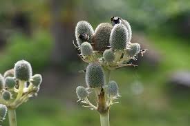 Attēlu rezultāti vaicājumam “Callitrichaceae”