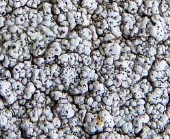 Attēlu rezultāti vaicājumam “Pertusaria pertusa”