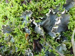 Attēlu rezultāti vaicājumam “Peltigera”