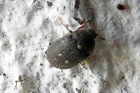 Attēlu rezultāti vaicājumam “Attagenus pellio”