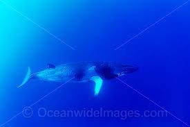 Image result for Balaenoptera acutorostrata