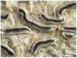 Attēlu rezultāti vaicājumam “Phaeographis dendritica”