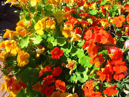 Image result for Tropaeolum majes