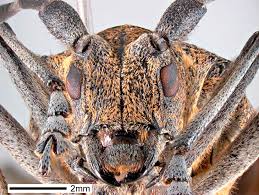 Attēlu rezultāti vaicājumam “Monochamus galloprovincialis”