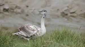 Attēlu rezultāti vaicājumam “Cygnus cygnus juvenile”