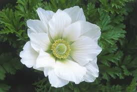 Image result for Anemonenarten