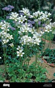 Attēlu rezultāti vaicājumam “Saxifraga granulata leaf”