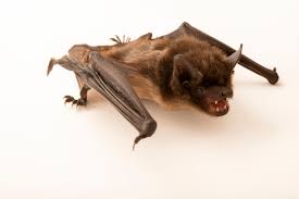 Attēlu rezultāti vaicājumam “Eptesicus serotinus”