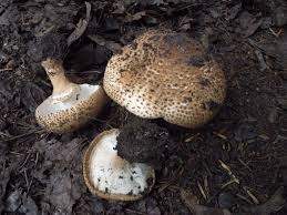 Attēlu rezultāti vaicājumam “Lepiota aspera”