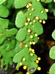 Attēlu rezultāti vaicājumam “Symphytocarpus trechisporus macro”