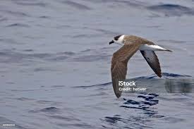 Image result for Pterodroma hasitata