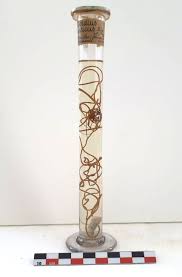 Attēlu rezultāti vaicājumam “Gordius aquaticus”