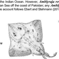 Image result for Amblyraja hyperborea