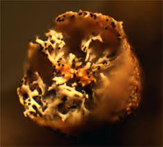 Attēlu rezultāti vaicājumam “Badhamiopsis praetermissa macro”