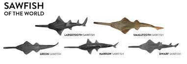 Image result for Pristis pectinata