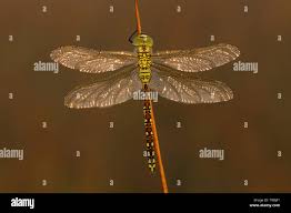 Attēlu rezultāti vaicājumam “Aeshna viridis”