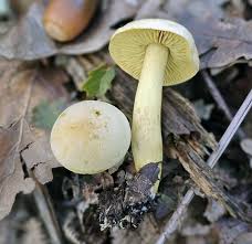 Attēlu rezultāti vaicājumam “Trichia alpina macro”