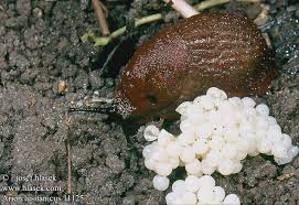 Attēlu rezultāti vaicājumam “Arion lusitanicus”