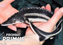 Image result for Scaphirhynchus platorynchus