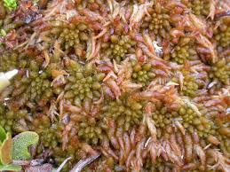 Attēlu rezultāti vaicājumam “Sphagnum austinii sporophyte”