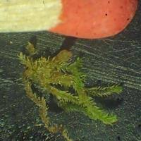 Attēlu rezultāti vaicājumam “Blepharostoma trichophyllum”