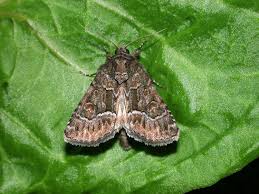 Attēlu rezultāti vaicājumam “Thalpophila matura”