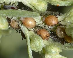 Attēlu rezultāti vaicājumam “Macrosiphoniella absinthii”