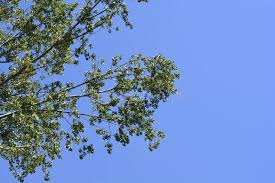 Attēlu rezultāti vaicājumam “Populus x canadensis”