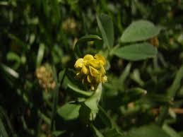 Attēlu rezultāti vaicājumam “Medicago”