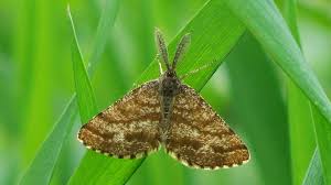 Attēlu rezultāti vaicājumam “Ematurga atomaria male”