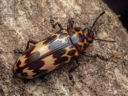 Attēlu rezultāti vaicājumam “Erotylidae”