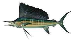 Image result for Istiophorus platypterus