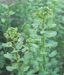 Attēlu rezultāti vaicājumam “Lepidium densiflorum leaf”