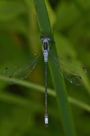 Attēlu rezultāti vaicājumam “Lestidae”
