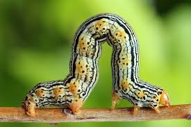 Attēlu rezultāti vaicājumam “Arichanna melanaria”