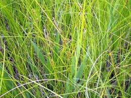 Attēlu rezultāti vaicājumam “Carex lasiocarpa fruit”