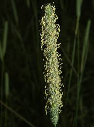 Attēlu rezultāti vaicājumam “Phleum pratense”