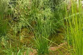 Attēlu rezultāti vaicājumam “Briza media fruit”